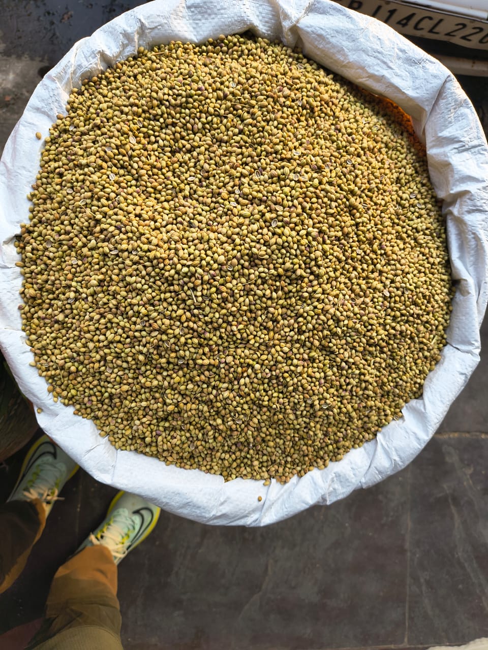 Coriander seed