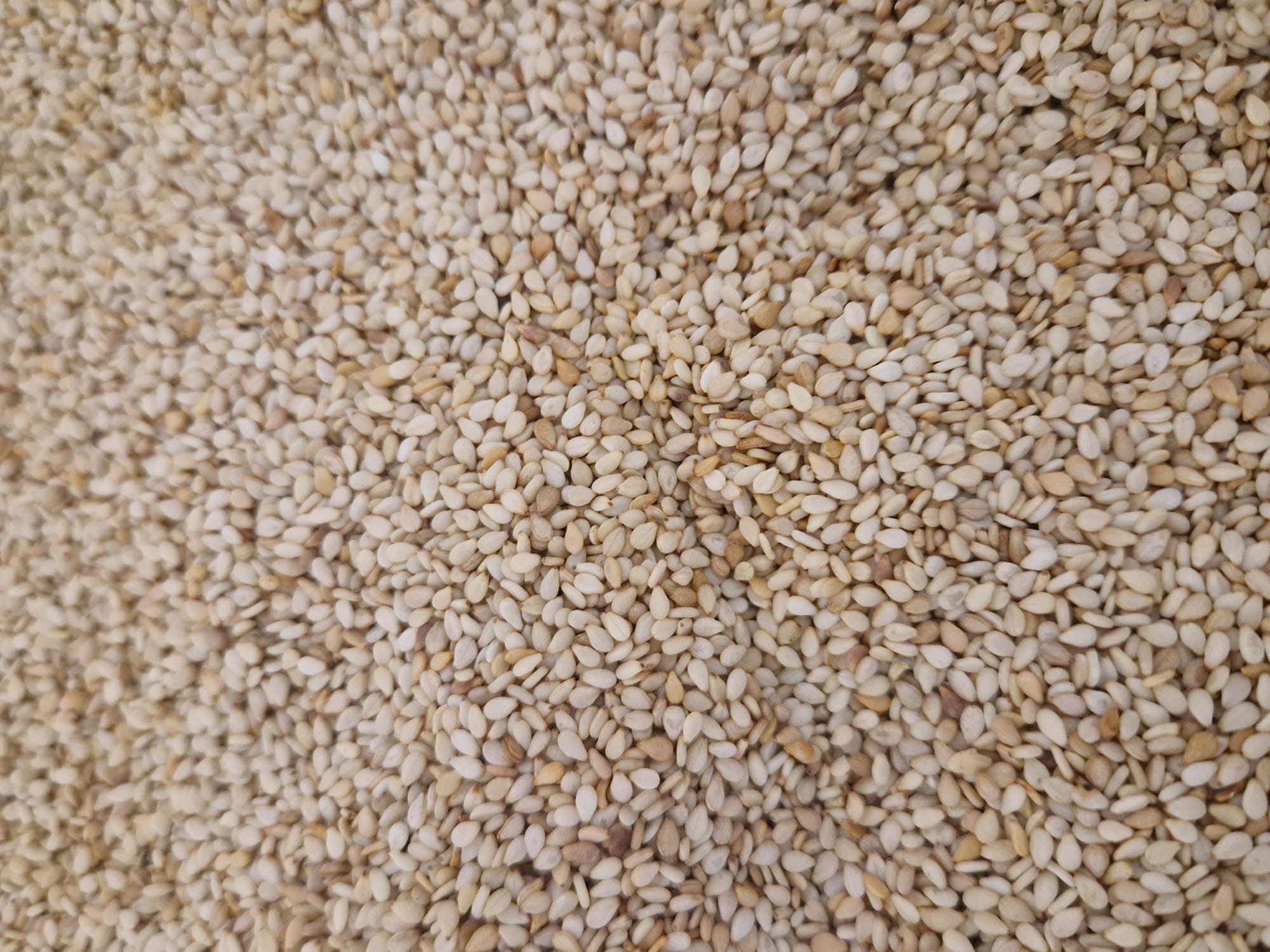 Sesame seed